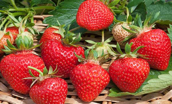 Festa della Fragola a Siracusa a Siracusa