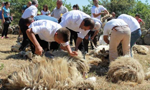 Festa della Tosatura a Novara di Sicilia a Novara di Sicilia