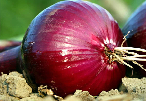 Sagra della Cipolla Rossa a Partanna a Partanna