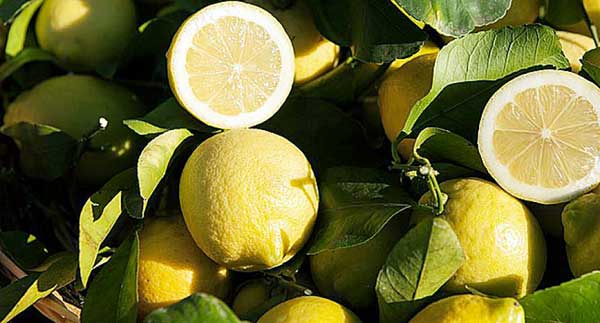 Festa del Limone Interdonato a Ali' Terme a Al Terme