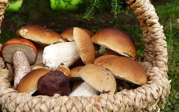 I Porcini di Scorace e Sapori di Autunno a Buseto Palizzolo a Buseto Palizzolo