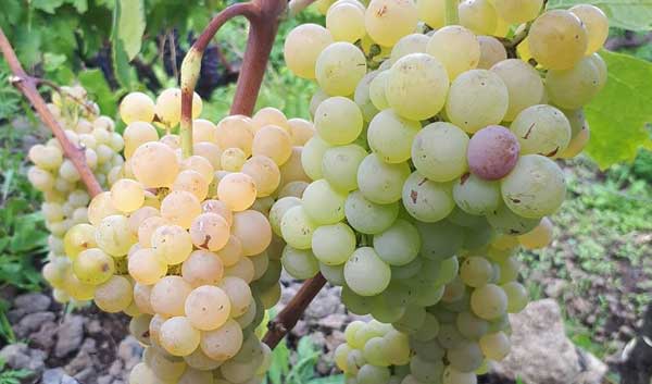 I Vini della Costa d'Oro dell'Etna a Castiglione di Sicilia a Castiglione di Sicilia