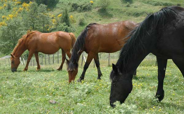 Fiera Mediterranea del Cavallo a Militello a Militello in Val di Catania