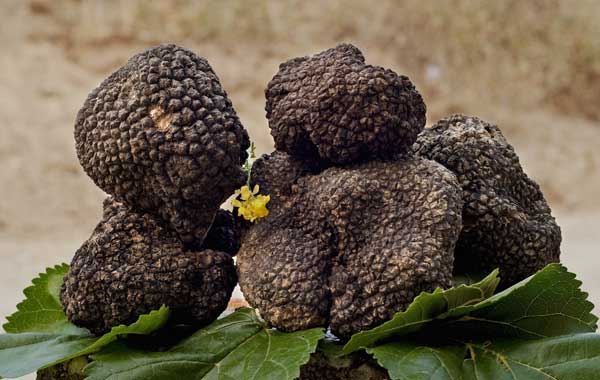 Sagra del Tartufo dei Nebrodi a Santa Domenica Vittoria  a Santa Domenica Vittoria