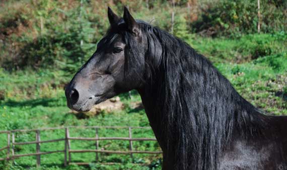 Mostra mercato del Cavallo di San Fratello a San Fratello