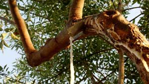 Sagra della Manna a Pollina